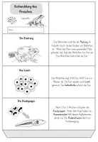 Vorschau - Mal- und Bastelvorlagen - Entwicklung Frosch - Leporello - Seite 1