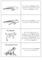 Vorschau - Mal- und Bastelvorlagen - Entwicklung Frosch - Leporello - Seite 2