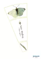 Vorschau - Stationenlernen - Legekreis Schmetterling Forscher Set - Seite 3
