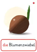 Vorschau - Fördermaterial/Inklusion - Frühblüher - DaZ Wortschatz Frühling - Bildkarten & Wortkarten - DIN A4 - Bild- Wortkarten - Tafelmaterial - Zuordnungskarten - Seite 3