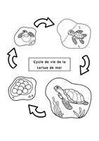 Aperçu - Jeux - Activité : lecture et lapbook sur les tortues. - Page 1