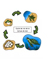 Aperçu - Jeux - Activité : lecture et lapbook sur les tortues. - Page de couverture