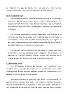 Aperçu - Jeux - Activité : lecture et lapbook sur les tortues. - Page 3