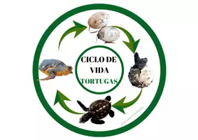 Vista previa - Unidades / Secuencias / Situaciones de Aprendizaje - Paquete: ciclo de vida y características de los animales. - página 3