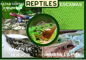 Vista previa - Unidades / Secuencias / Situaciones de Aprendizaje - Láminas características animales - página 1