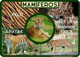 Vista previa - Unidades / Secuencias / Situaciones de Aprendizaje - Láminas características animales - página 2