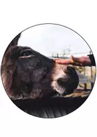Vorschau - Mal- und Bastelvorlagen - Esel Girlande / Wimpel Schulanfang Eselklasse und Sachunterricht - Seite 2