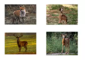 Vorschau - Bildkarten - Leseheft: Tiere in Europa - Seite 2