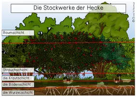 Vorschau - Stationenlernen - Übersichtsblatt - Stockwerke der Hecke - Seite 1