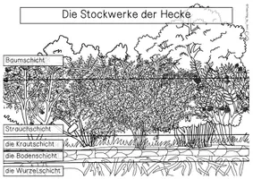 Vorschau - Stationenlernen - Übersichtsblatt - Stockwerke der Hecke - Seite 2