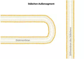 Vorschau - Präsentationen/Tafelbilder - Fototransduktion im Auge - Legemodell - Seite 1