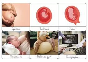 Aperçu - Apprentissages en autonomie - PDF Grossesse naissance cartes nomenclature Montessori à imprimer/ images classifiées - Page 2