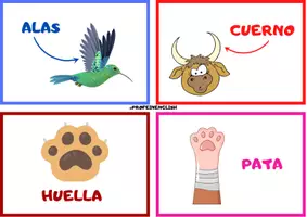 Aperçu - Cartes / Images - Flashcards des parties d'animaux en espagnol. - Page 1
