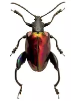 Vorschau - Arbeitsblätter - Symbolik des Insekts (Kafka AB 8) - Seite 3