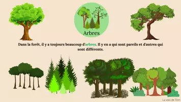 Aperçu - Cartes / Images - Fiche concept et cartes à catégoriser : la forêt. - Page 2