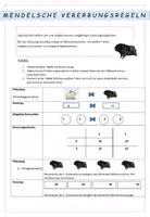 Vorschau - Stundenentwürfe - Biologie: Vererbung Mendel - Unterrichtsentwurf - Seite 3