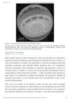 Aperçu - Texte - Des structures cristallines dans les organismes biologiques - Planet-Vie - Page 2