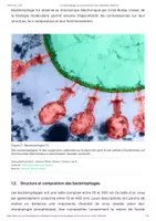 Aperçu - Texte - Les bactériophages, de leur découverte à leurs utilisations - Planet-Vie - Page 2