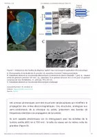 Aperçu - Texte - Les iridoplastes, ces chloroplastes iridescents - Planet-Vie - Page 1