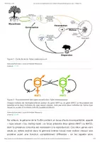Aperçu - Texte - Les secrets de la reproduction de la Truffe du Périgord bientôt percés à jour ? - Planet Vie - Page 3