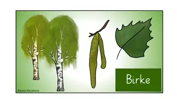 Vorschau - Merkblätter - Infokarten Heimische Bäume: Vorne und hinten - Seite 3