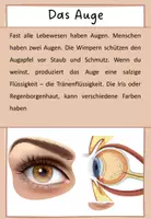 Vorschau - Arbeitsblätter - 5 Sinne: Auge Erklärung und Beschriftung - Seite 1