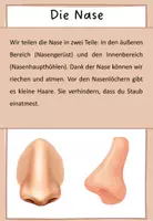Vorschau - Arbeitsblätter - 5 Sinne: Nase Erklärung und Beschriftung - Seite 1