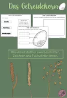 Vorschau - Arbeitsblätter - Getreide: Das Getreidekorn - Beschriften und zeichnen - Deckblatt