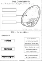 Vorschau - Arbeitsblätter - Getreide: Das Getreidekorn - Beschriften und zeichnen - Seite 1