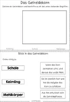 Vorschau - Arbeitsblätter - Getreide: Das Getreidekorn - Beschriften und zeichnen - Seite 2