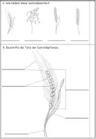 Vorschau - Test - Klassenarbeit zum Thema Getreide Klasse 3 / 4 - Seite 2