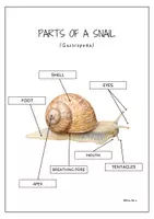 Vorschau - Arbeitsblätter - Körperteile einer gewöhnlichen Schnecke auf Englisch. - Seite 2