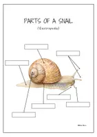 Vorschau - Arbeitsblätter - Körperteile einer gewöhnlichen Schnecke auf Englisch. - Seite 3