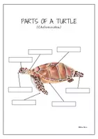 Aperçu - Feuilles d'exercices - Des parties du corps d’une tortue, en anglais. - Page 3