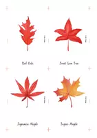 Aperçu - Cartes / Images - Cartes Montessori - Feuilles en automne, en anglais. - Page 1