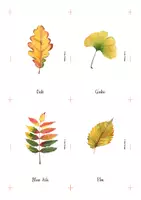 Aperçu - Cartes / Images - Cartes Montessori - Feuilles en automne, en anglais. - Page 2