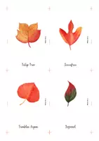 Aperçu - Cartes / Images - Cartes Montessori - Feuilles en automne, en anglais. - Page 3