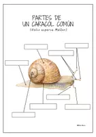 Aperçu - Feuilles d'exercices - 2 affiches éducatives Montessori/insectes I - en espagnol. - Page 3