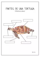 Aperçu - Feuilles d'exercices - Parties du corps d’une tortue, en Espagnol. - Page 3