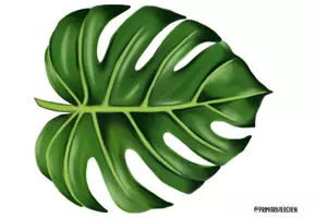 Vorschau - Poster - Tropische Türdeko: Monstera Blätter und Schriftzug Klasse - Seite 1