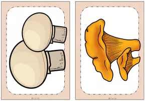 Vorschau - Arbeitsblätter - Materialpaket - Pilze (2. Klasse) - Deckblatt