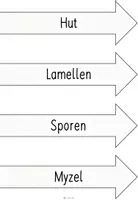 Vorschau - Arbeitsblätter - Materialpaket - Pilze (2. Klasse) - Seite 2