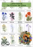 Vorschau - Poster - Wiesenpflanzen- Tafelmaterial-Pflanzen der Wiese - Deckblatt