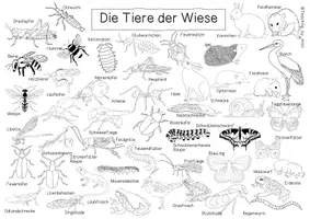 Vorschau - Arbeitsblätter - Tiere der Wiese - Übersichtsblatt - Seite 2