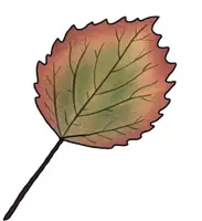 Vorschau - selbst erstellte Cliparts/Grafiken - Herbstblätter - Cliparts (14 Stück, als Fensterdeko anwendbar, Cliparts auch kommerziell nutzbar) - Seite 2