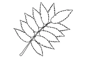 Vorschau - Stundenentwürfe - Fensterdeko / Ausmalbilder Herbst als Kunstprojekt: 30 Herbstblätter zur kreativen Gestaltung (im Herbst als Mandala-Vorlage durch Umrisszeichnung, für Herbstgedichte, im Kunstunterricht: Doodle-Cliparts) - Seite 3