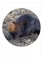 Vorschau - Anderer Materialtyp - Biberklasse / Klassentier Biber Wimpel + Sachunterricht Bilder - Seite 3