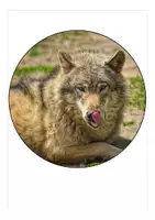 Vorschau - Anderer Materialtyp - Wolfklasse / Klassentier Wolf Wimpel Schulanfang + Sachunterricht Wölfe - Seite 1