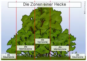 Vorschau - Arbeitsblätter - Die Zonen der Hecke - Übersichtsblatt - Seite 1