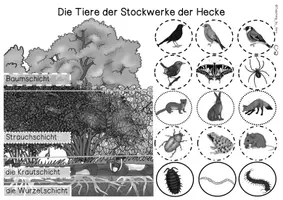 Vorschau - Arbeitsblätter - Stockwerke der Hecke (Tiere) - Übersichtsblatt - Seite 2